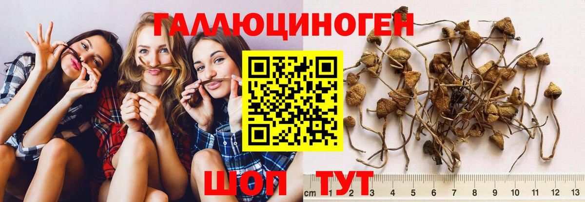 Псилоцибиновые грибы Cubensis Обь